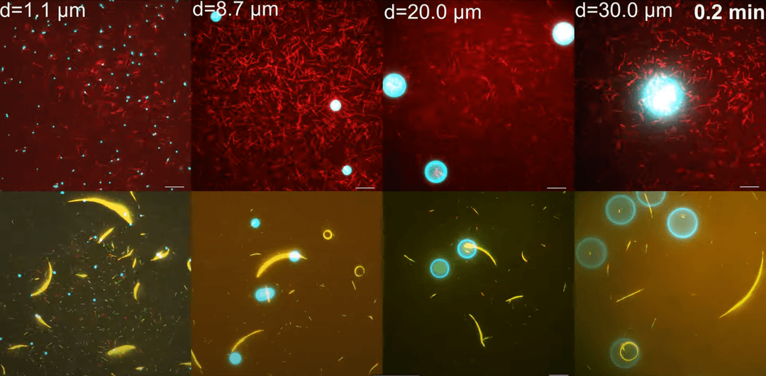 Robotyka roju coraz bliżej. Maszyny molekularne mogą ze sobą współpracować