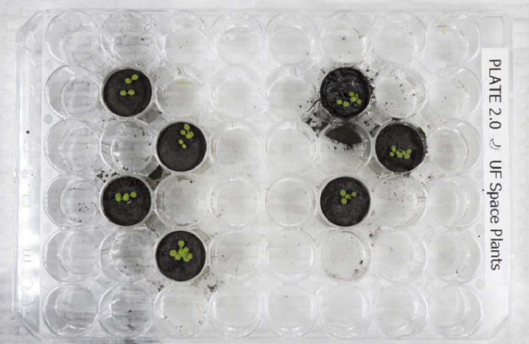 Księżyc umożliwia hodowlę roślin, ale jest co najmniej jeden problem