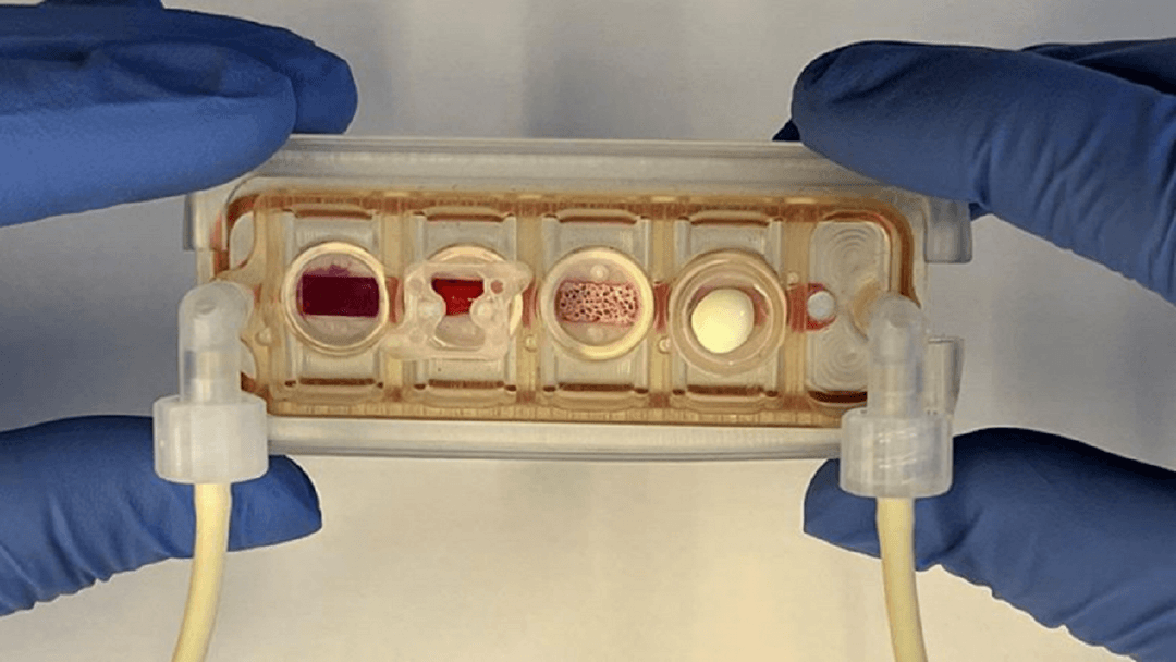 Narządy na czipie. Jak lekarze mogą wykorzystywać sztuczne organy?