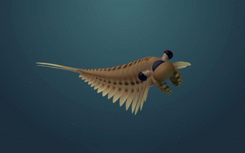 Miał troje oczu i przerażający wygląd. Oto drapieżnik z okresu kambryjskiego