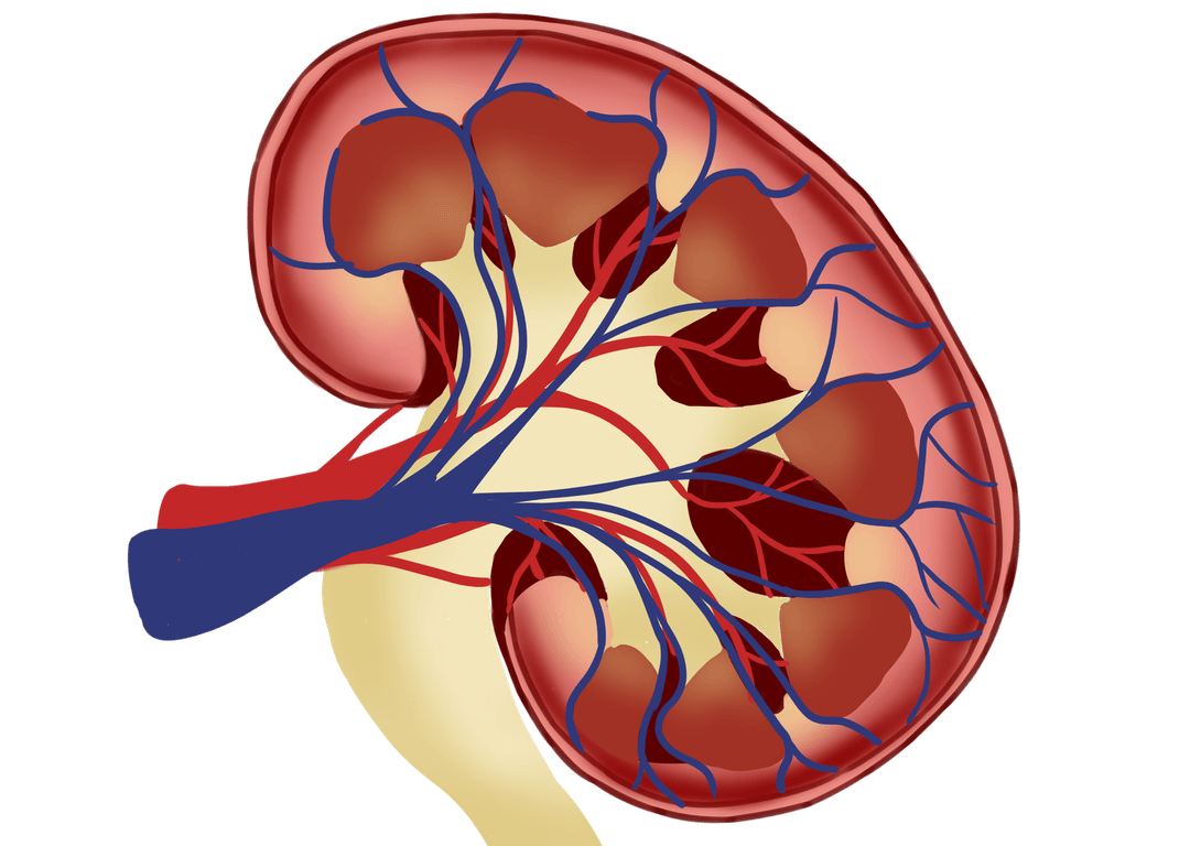 Przewlekła choroba nerek pod kontrolą. Pomoże przenośny detektor