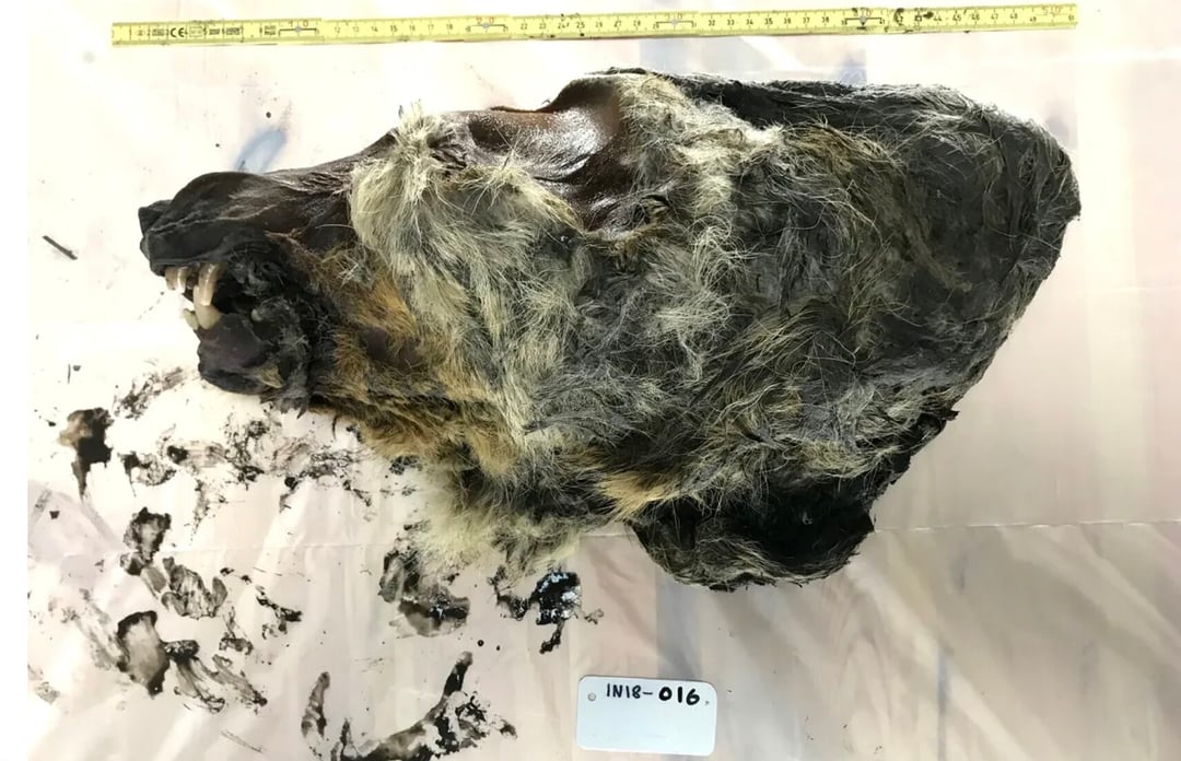 Skąd pochodzą psy? Nowe badania wskazują, że wilki udomowiono dwa razy