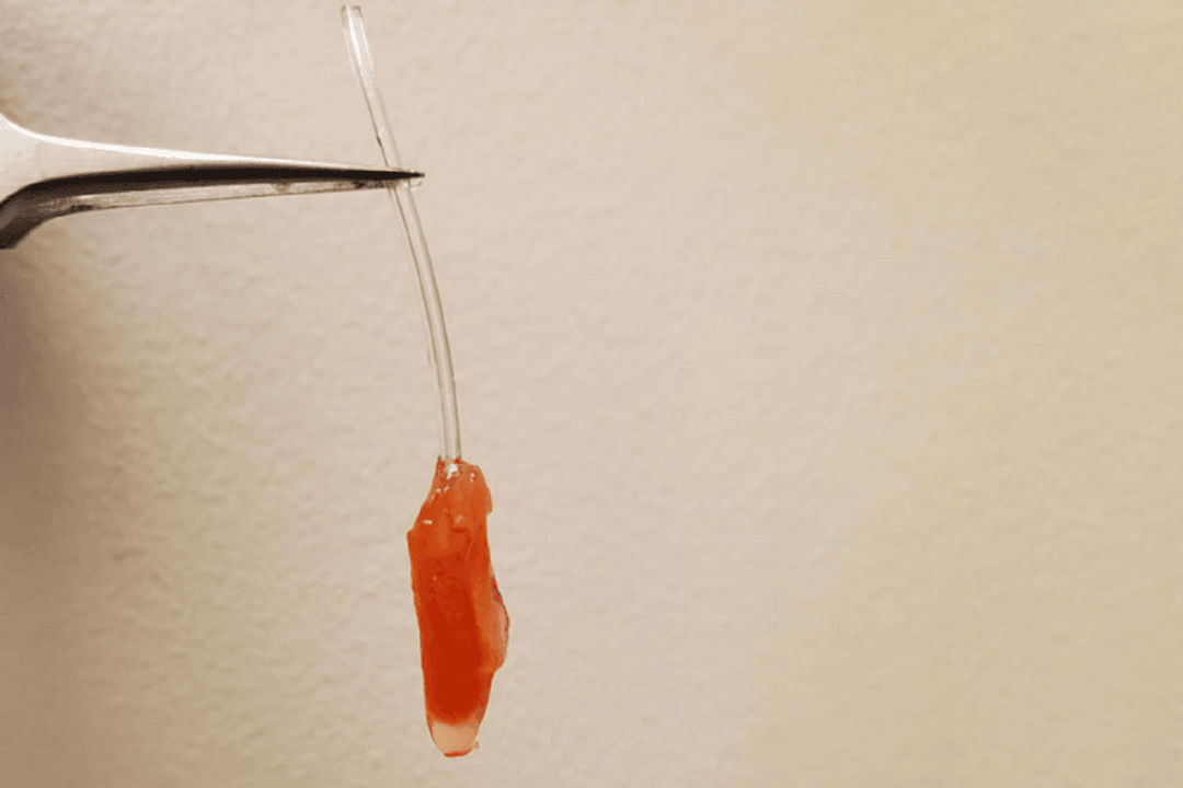 Wyhodowali serce, które bije. Kiedyś tak będą wyglądały przeszczepy