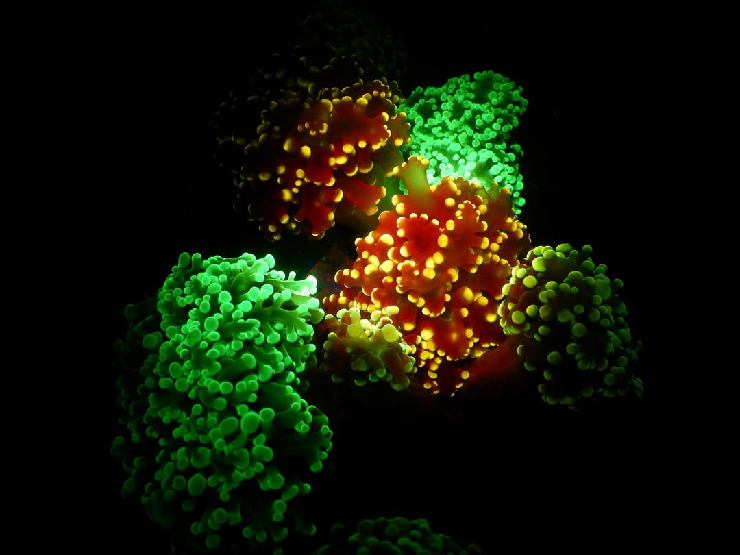 Dlaczego koralowce wykorzystują fluorescencję?