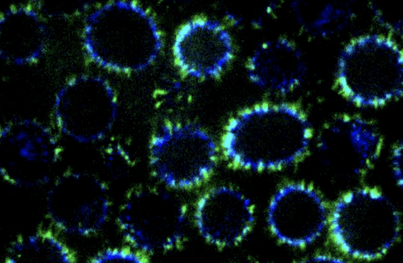 Stworzono nanorurki z DNA milion razy mniejsze od mrówki. To ważne osiągnięcie dla biologów