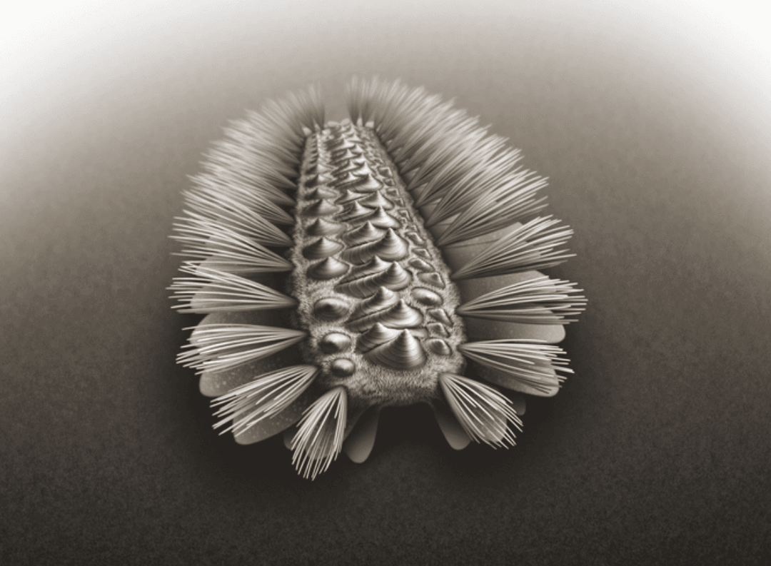 Dziwny opancerzony robak znaleziony w Chinach. Czyim jest przodkiem?