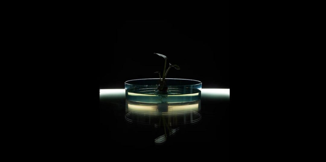 Zapomnij o odświeżaczach powietrza. Ta roślina je zastąpi