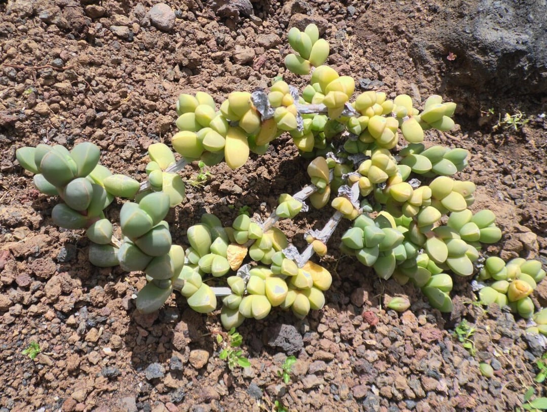 Dbaj o swoje sukulenty. Kiedyś będzie można z nich zrobić żywe panele słoneczne