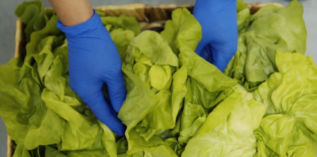 Polska firma oszukała naturę i odmienia rynek żywności. Rolnicy w szoku