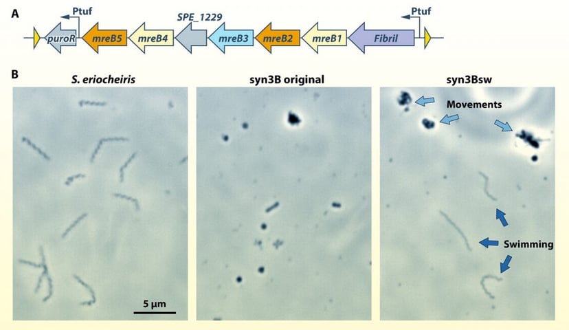 Powstała najmniejsza ruchoma forma życia. O co dokładnie chodzi?