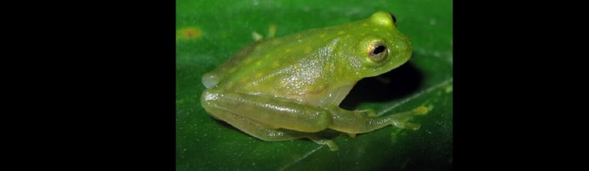 Żaby stają się przezroczyste. Biologia po raz kolejny pokazuje swoją potęgę