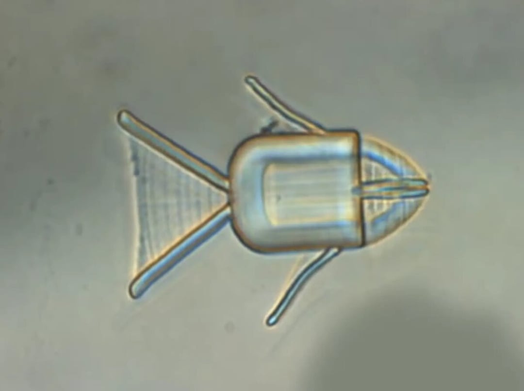 Wieloletni problem rozwiązany. Naukowcy zaprojektowali nowy rodzaj baterii