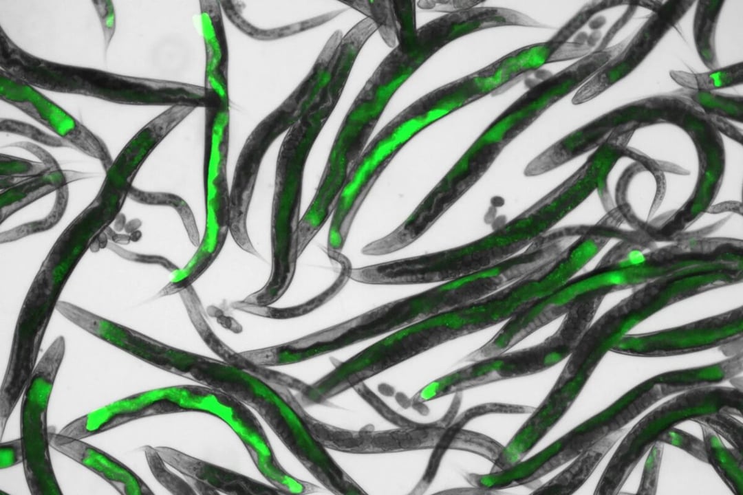 Nicienie świecą w ciemności. Imponujące, lecz cała magia dzieje się później