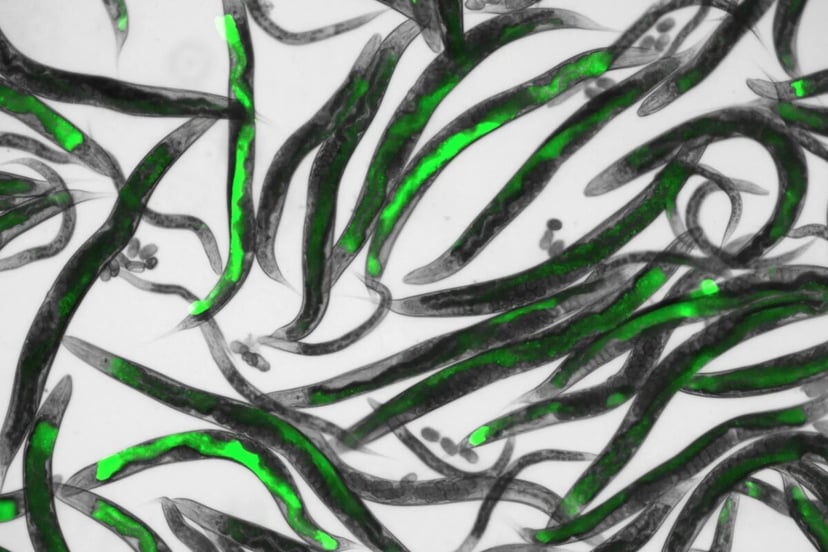 Nicienie świecą w ciemności. Imponujące, lecz cała magia dzieje się później