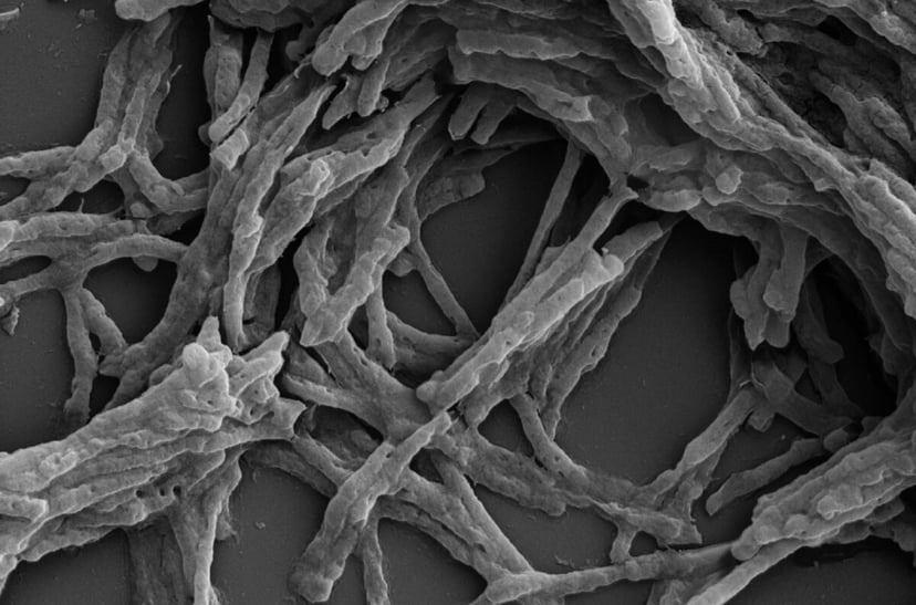 Jeden enzym wystarczy, by zmienić powietrze w energię. Niesamowite osiągnięcie naukowców