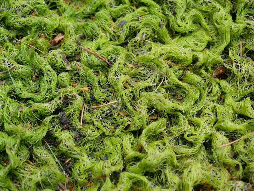 Glony miały być lekiem na całe zło przemysłu paliwowego. Co poszło nie tak?