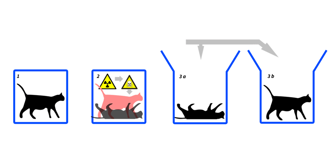 Powstał najcięższy kot Schrödingera. Jak udało się tego dokonać?