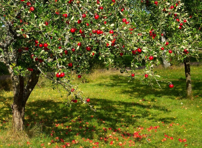 Jabłonie i panele słoneczne mają zaskakująco wiele wspólnego. Zdumieni?