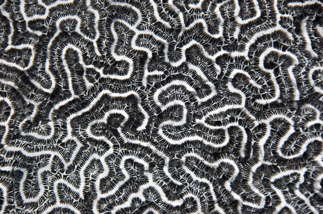 Naukowcy wyjaśnili zagadkę powstawania uporządkowanych wzorów w naturze