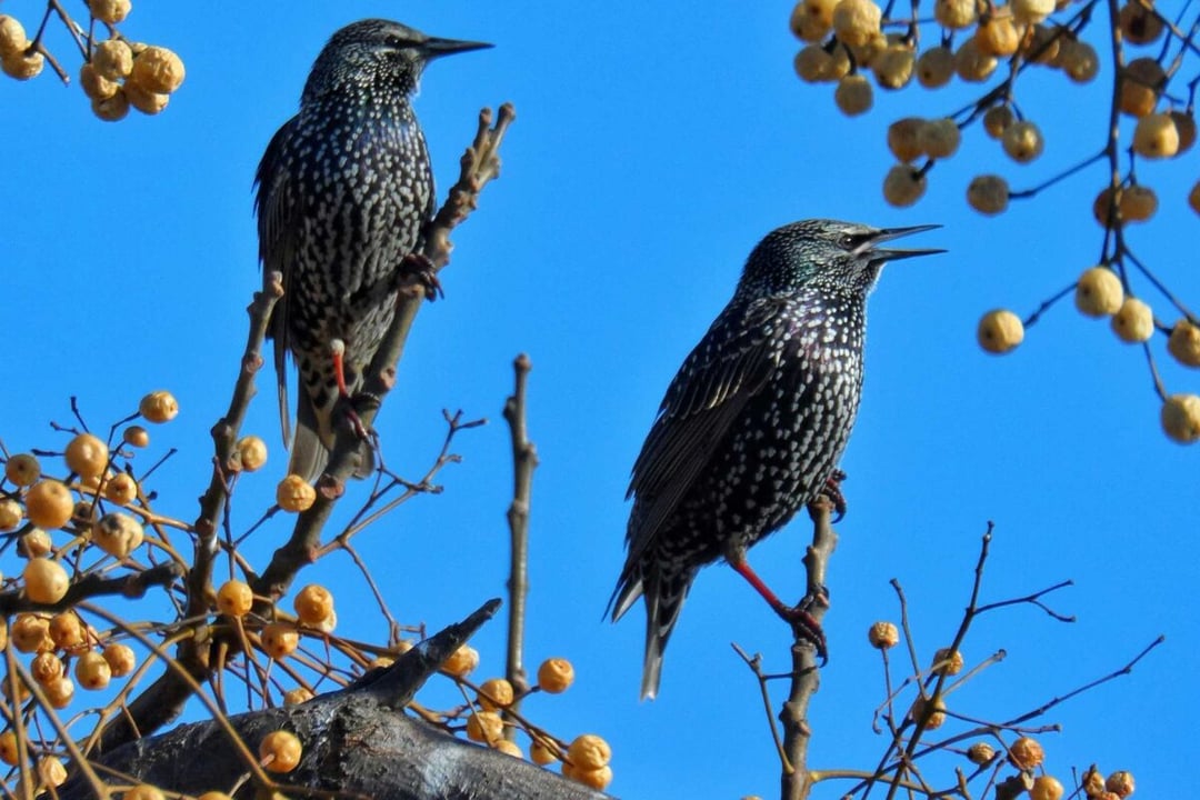 Przechowaj dane na… ptaku. Jak szpak posłużył do transferu plików?