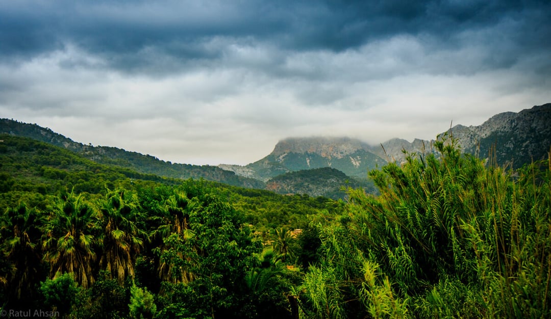 Ziemski ewenement widać nawet z kosmosu. To dzieje się w lasach całego świata