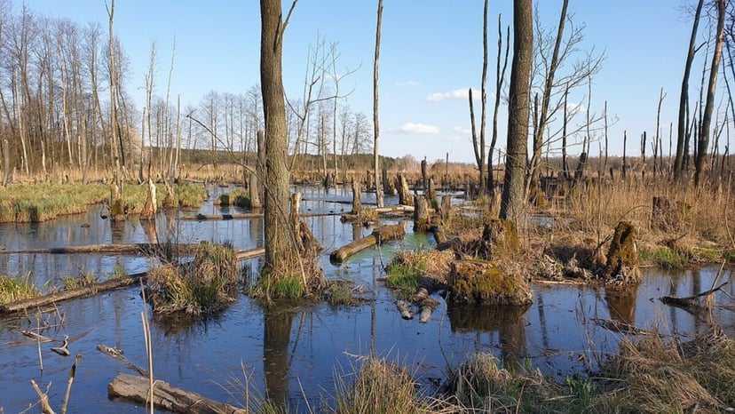 Bagna ratują wodór. Zwykły torf ma szansę wyrzucić platynę z ogniw paliwowych