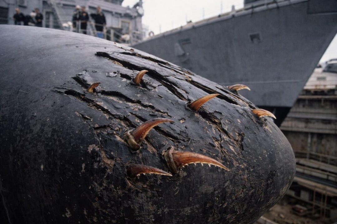 Coś zaatakowało amerykański okręt wojenny na pełnym morzu. Odkrycie w suchym doku pokazało jak mało wiemy o oceanach