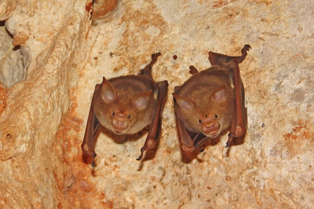 Opanowali supermoc nietoperzy. Ten pomysł może uratować wiele ludzkich istnień