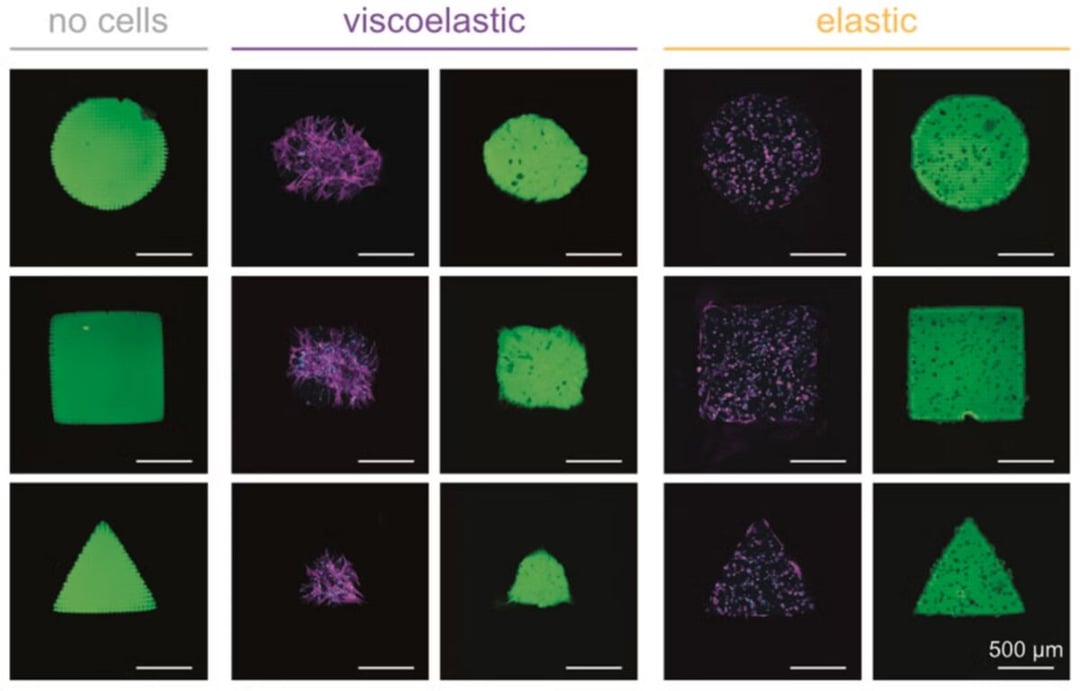 Hydrożele zachowują się, jak żywe tkanki. Granica między biologią jest coraz mniej wyraźna