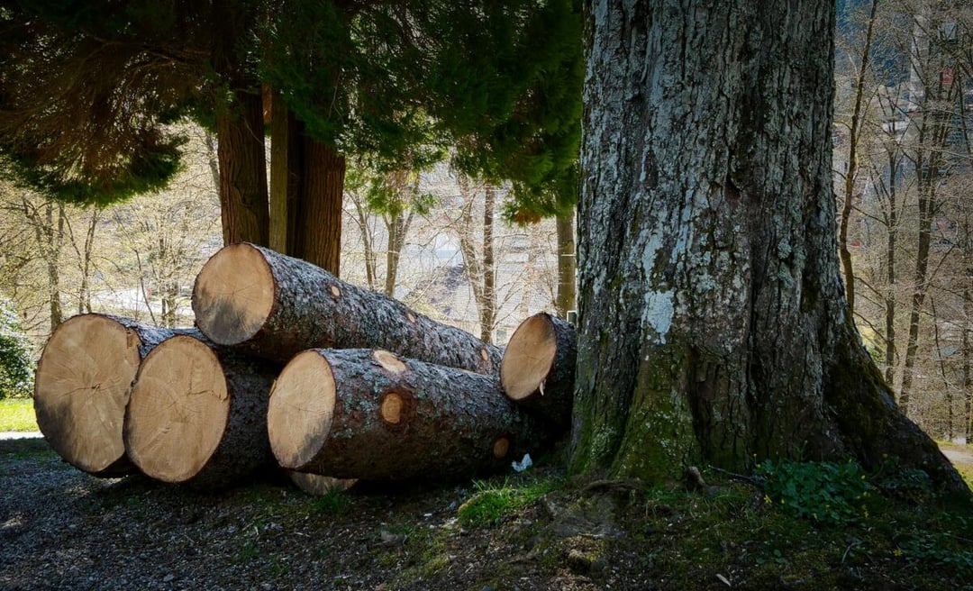 Odpady z drewna właśnie zyskały drugie życie. Wyprodukujemy z nich paliwo