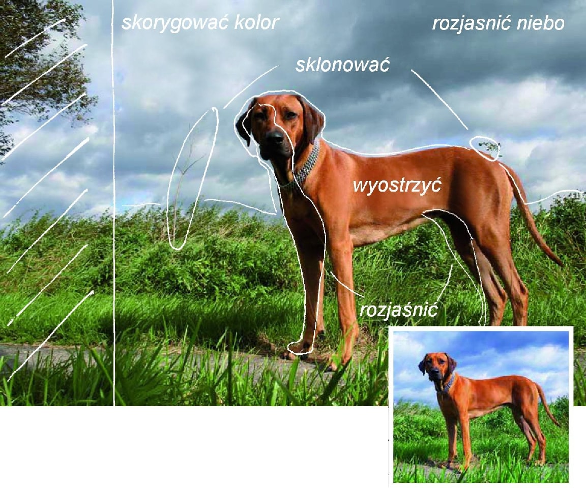 zdjęcie psa