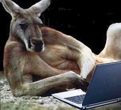 Za wyrafinowanym atakiem z pewnością nie stoją australijskie kangury