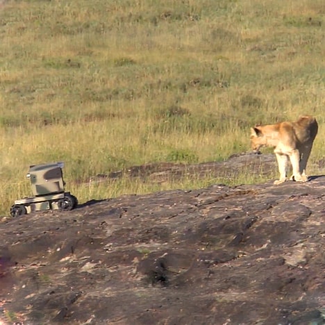 Lwi Big Brother od National Geographic
