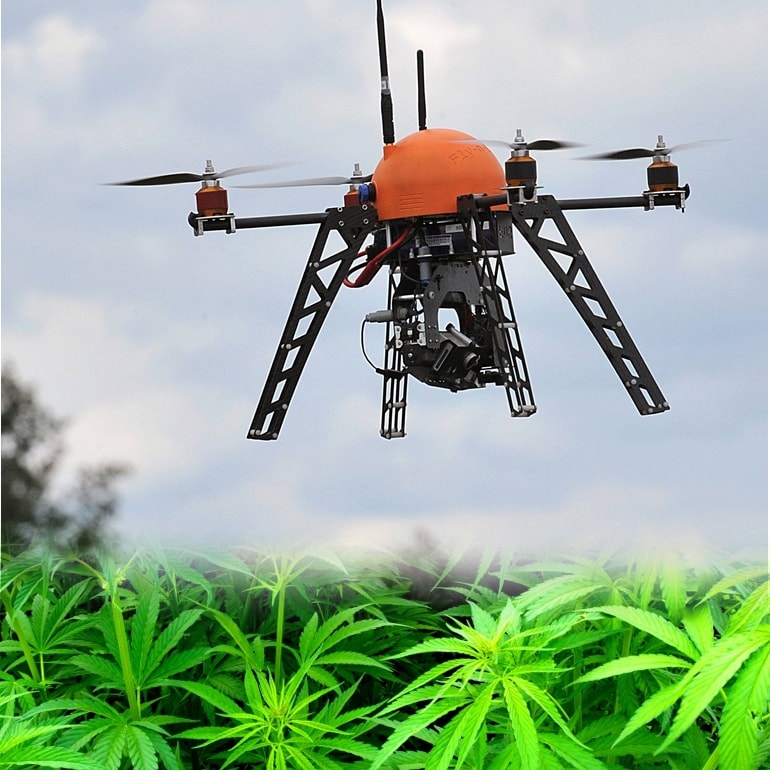 Przestępcy też korzystają z dronów. Szukają hodowców trawki.