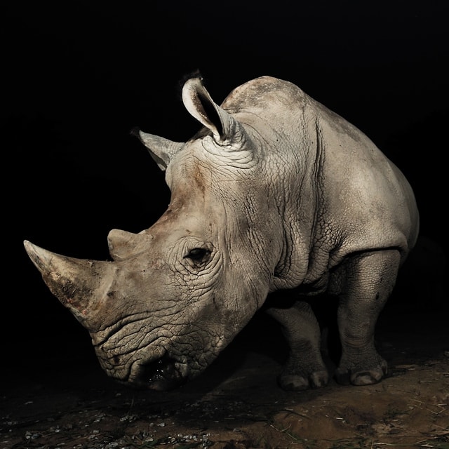 Kłusownicy są ogromnie wdzięczni turystom za geotagowanie zdjęć