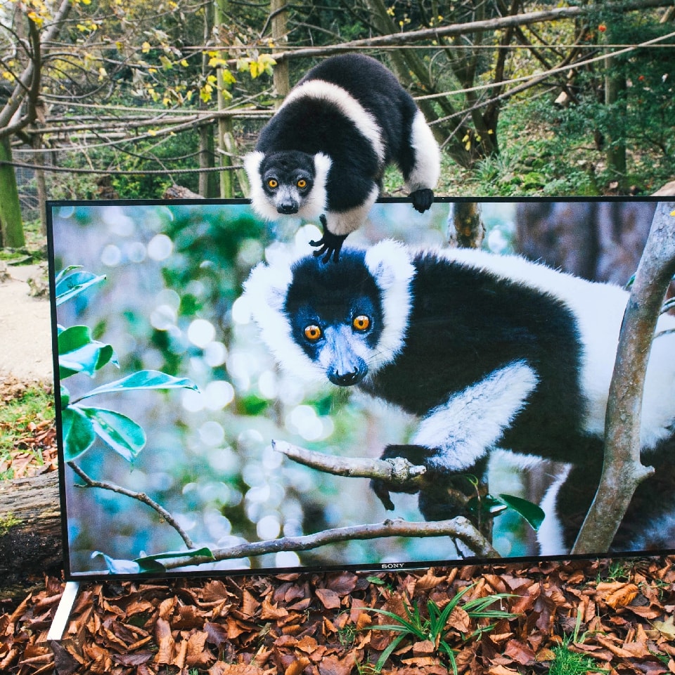 Małpy i lemury oglądają telewizję w 4K