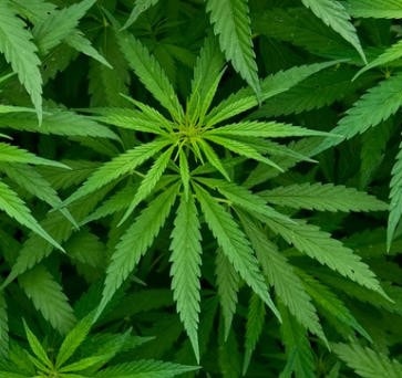 Po zamknięciu Silk Road, handel narkotykami w Sieci… wzrósł trzykrotnie