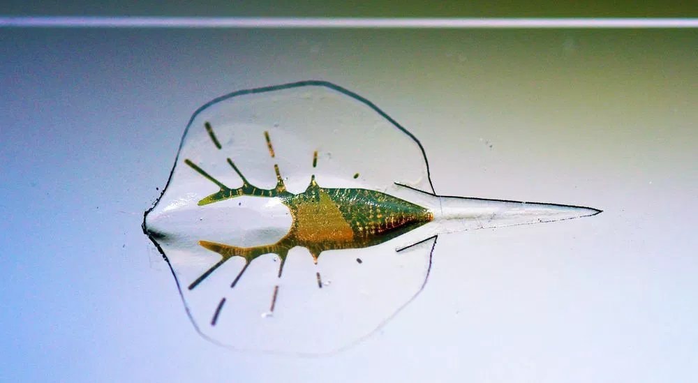 Naukowcy za pomocą drukarki 3D stworzyli płaszczkę-cyborga