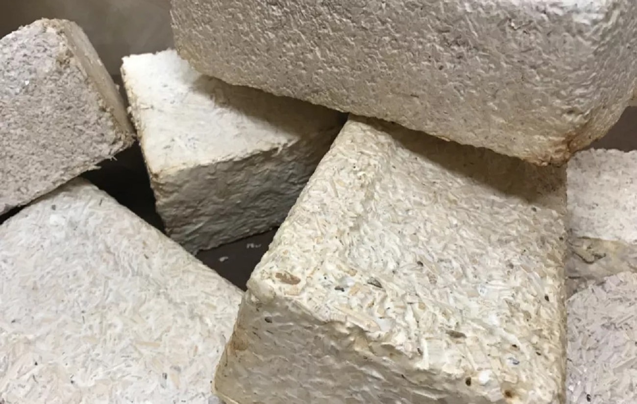 Grzybnia sposobem na kolonizację Marsa? Naukowcy mają szalony pomysł