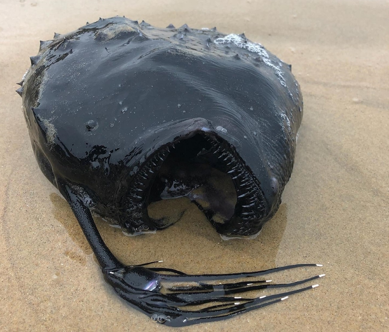 Przerażająca ryba została wyrzucona na plażę. Co wiemy o tym głębinowym gatunku?