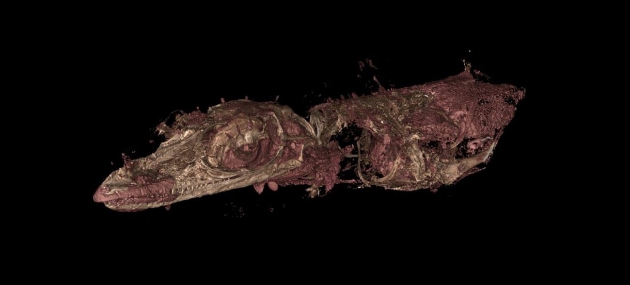 Dinozaur uwięziony w bursztynie? Okazało się, że to zupełnie inne zwierzę