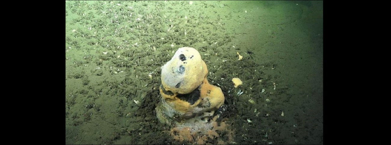 Mikroby mogą mieć zaskakujący wpływ na temperatury na Ziemi