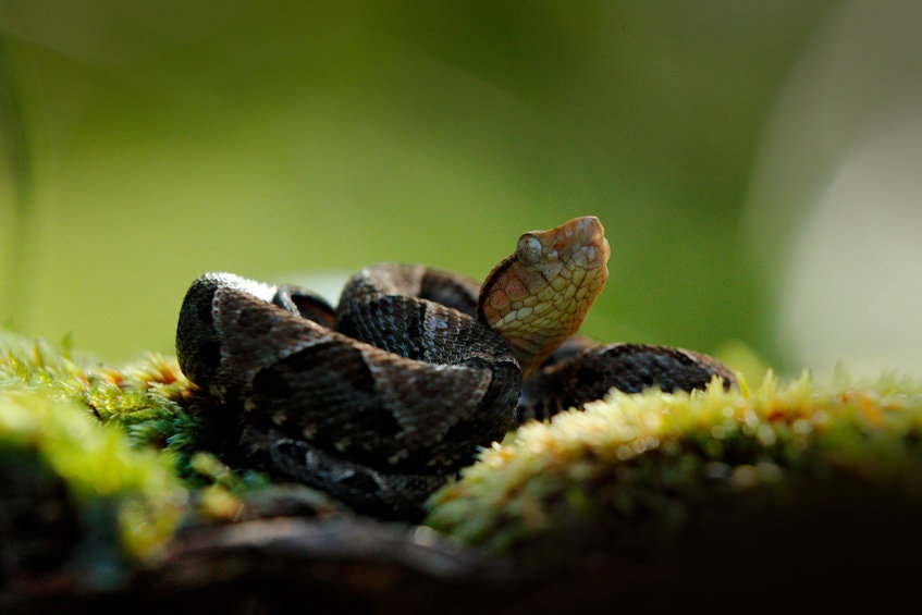 Bothrops atrox
