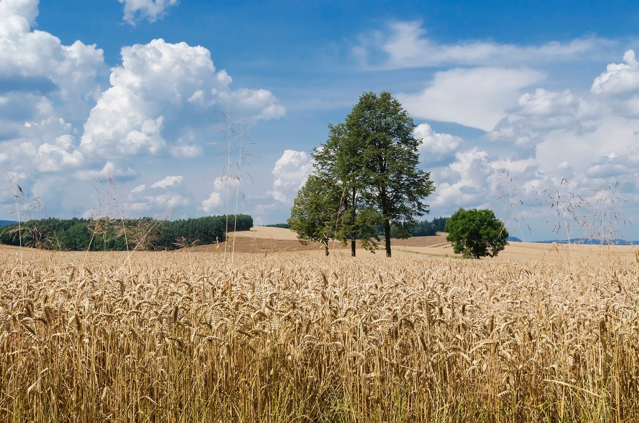 Dają górę kasy za hektar ziemi. Nic nie tracisz, a zyskujesz swój dochód pasywny