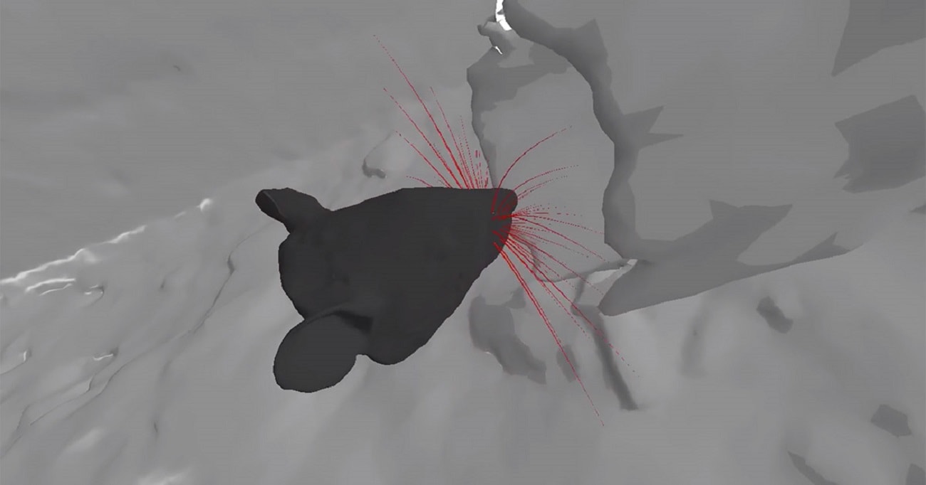 Symulator szczura pokazuje, jak działają wibrysy tych zwierząt