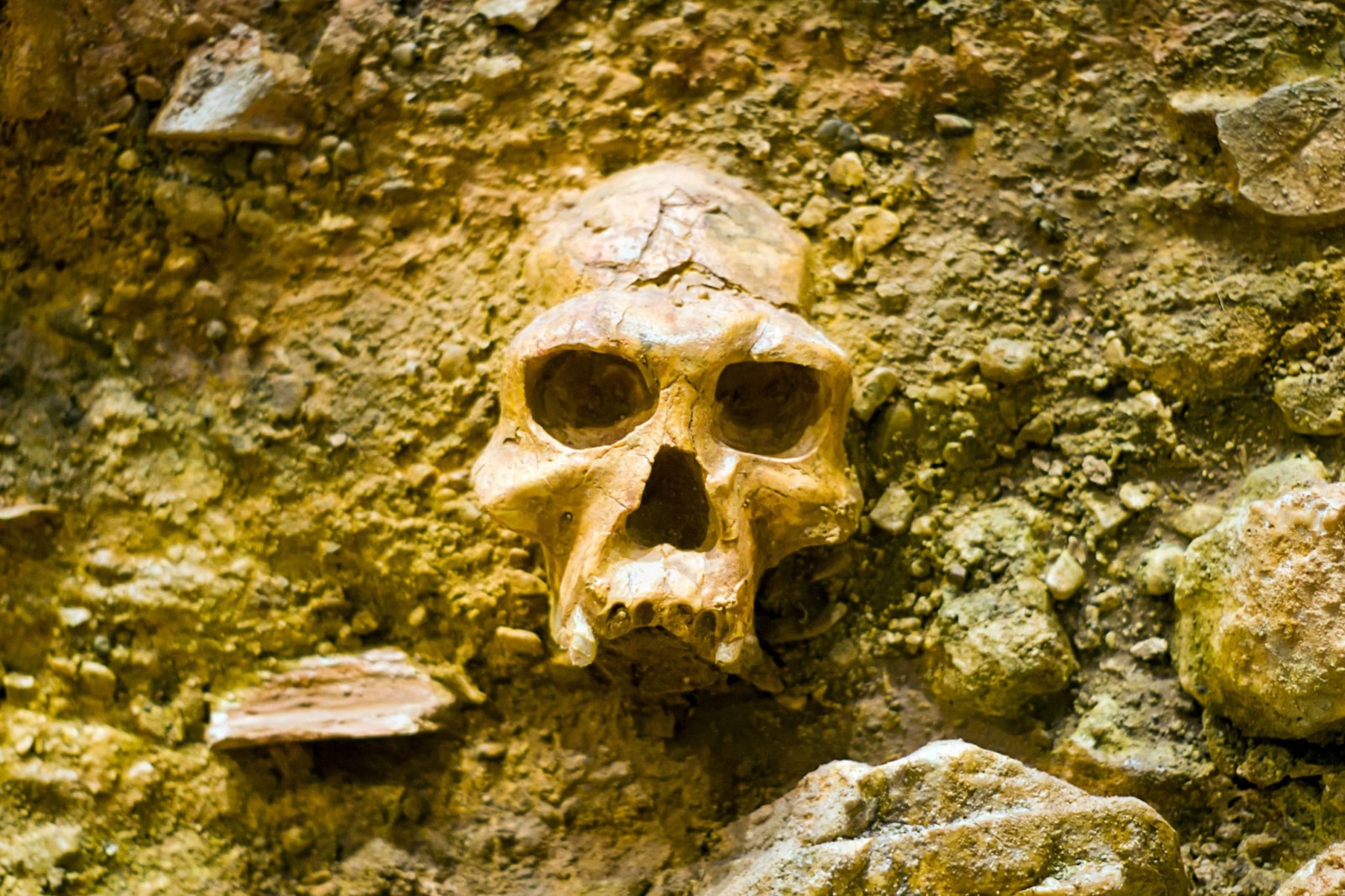 Z kim krzyżował się Homo sapiens podczas wyjścia z Afryki?
