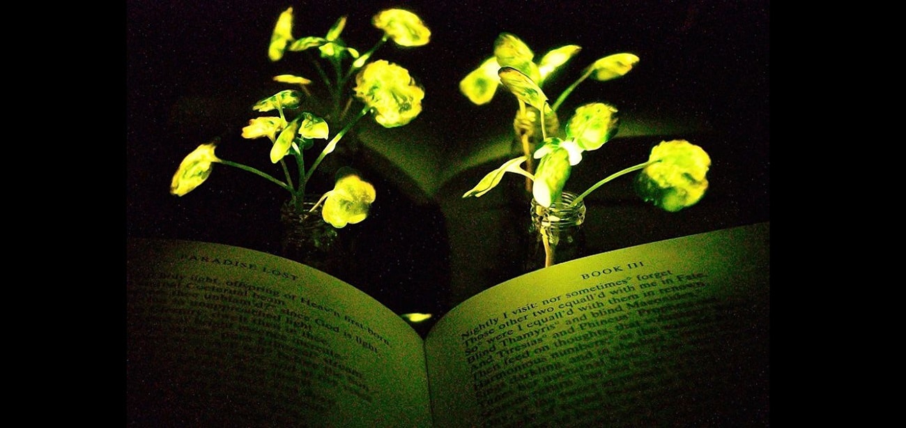 Koniec z lampkami. Czytanie książek ułatwią Wam świecące rośliny
