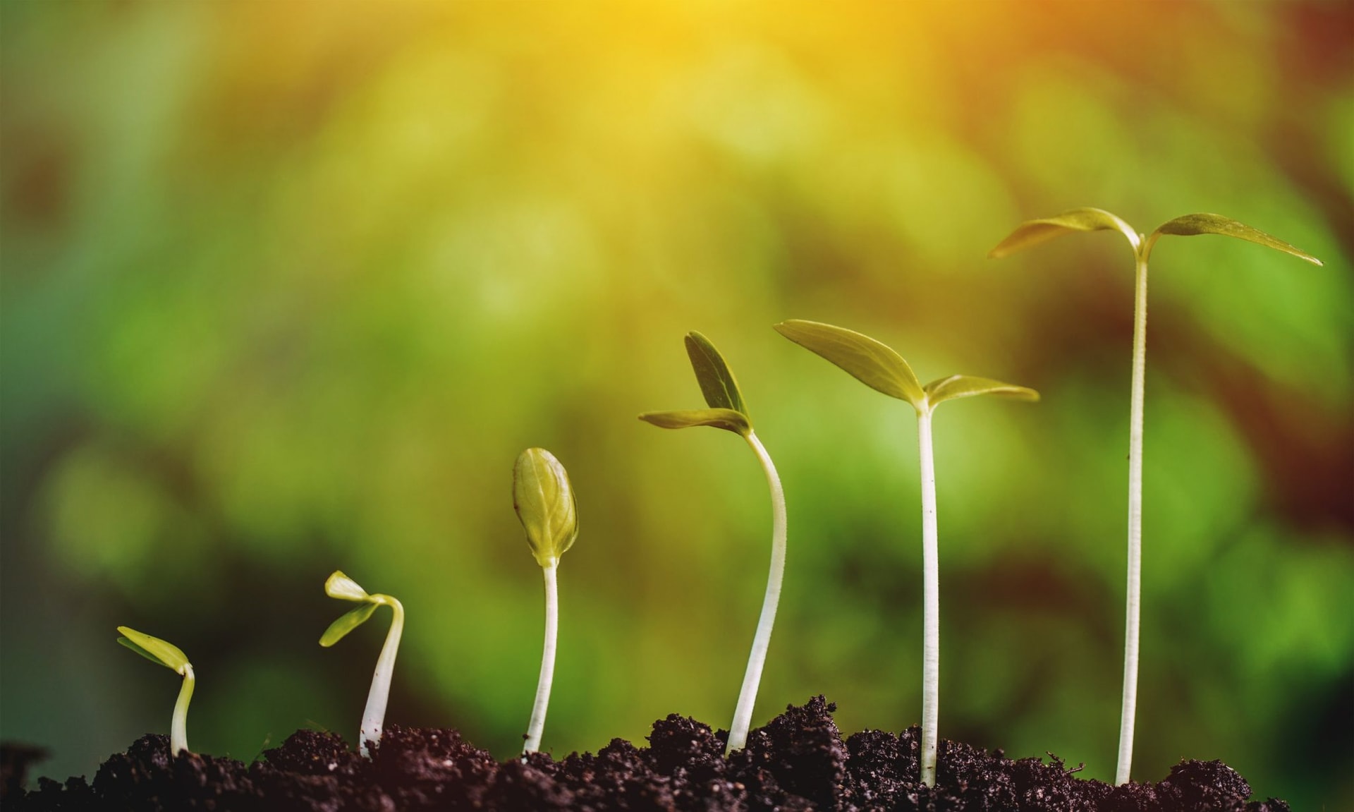 Jak rosną rośliny? To nie takie proste
