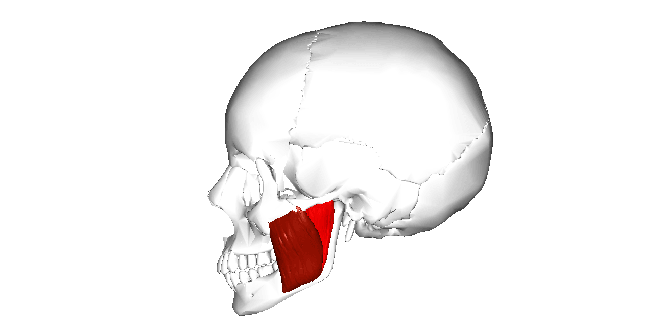 Ludzkie ciało ma część, o której nie wiedzieliśmy. Jak wiele tajemnic skrywa jeszcze nasz organizm?