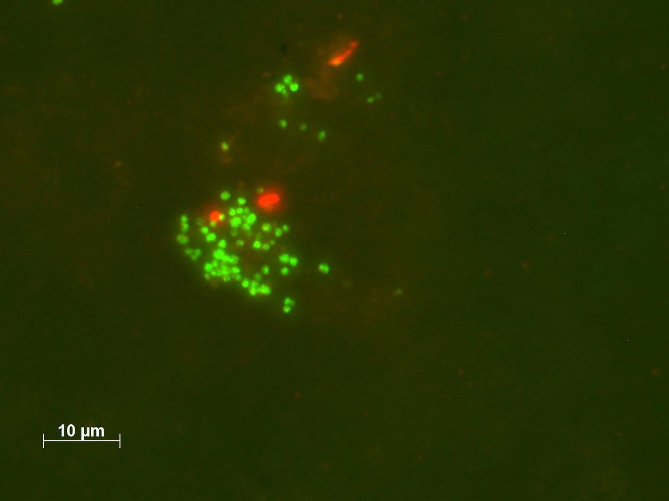 Mikrob samodzielnie zamienia ropę naftową w metan. Naukowcy są podekscytowani jego obecnością